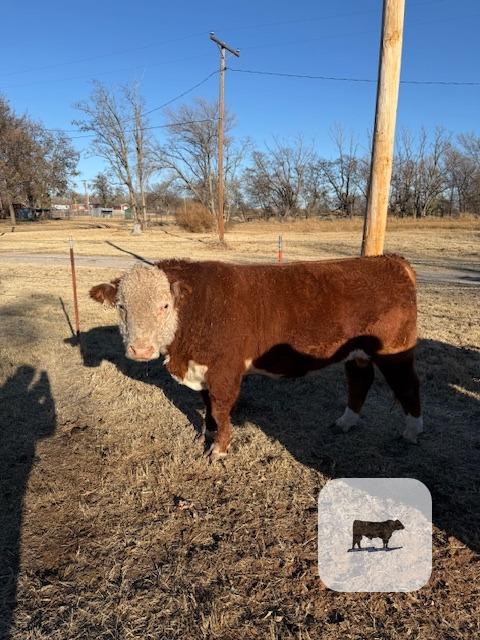 2 Reg. Hereford Bulls... W. Central OK