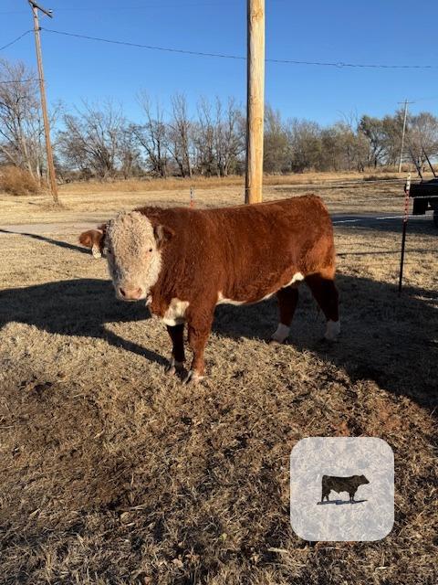 2 Reg. Hereford Bulls... W. Central OK thumbnail 2