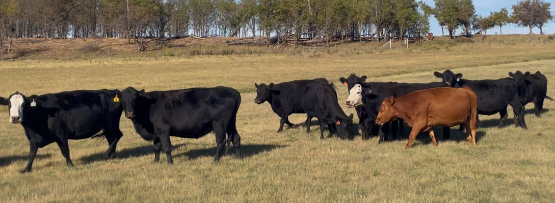 100 Angus & Red Angus Cows... W. Central OK