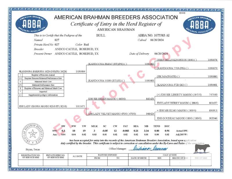 2 Reg. Brahman Bulls... Central TX thumbnail 6