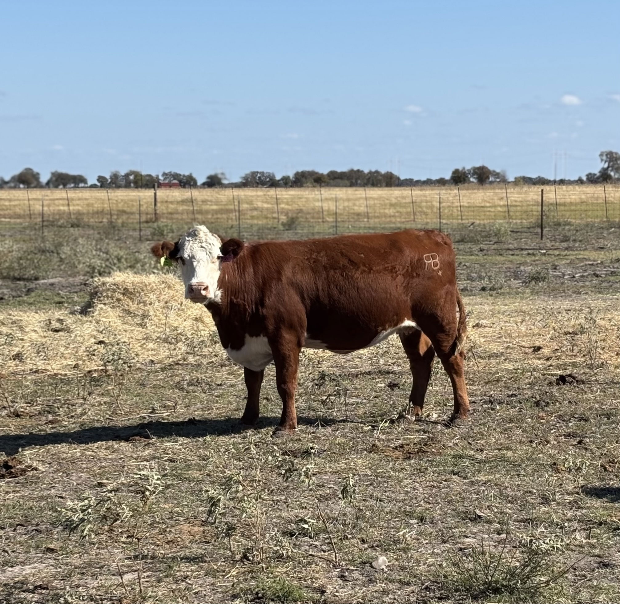 40 Black, Red, & Yellow Crossbred Cows w/ 6+ Calves... Central TX thumbnail 3