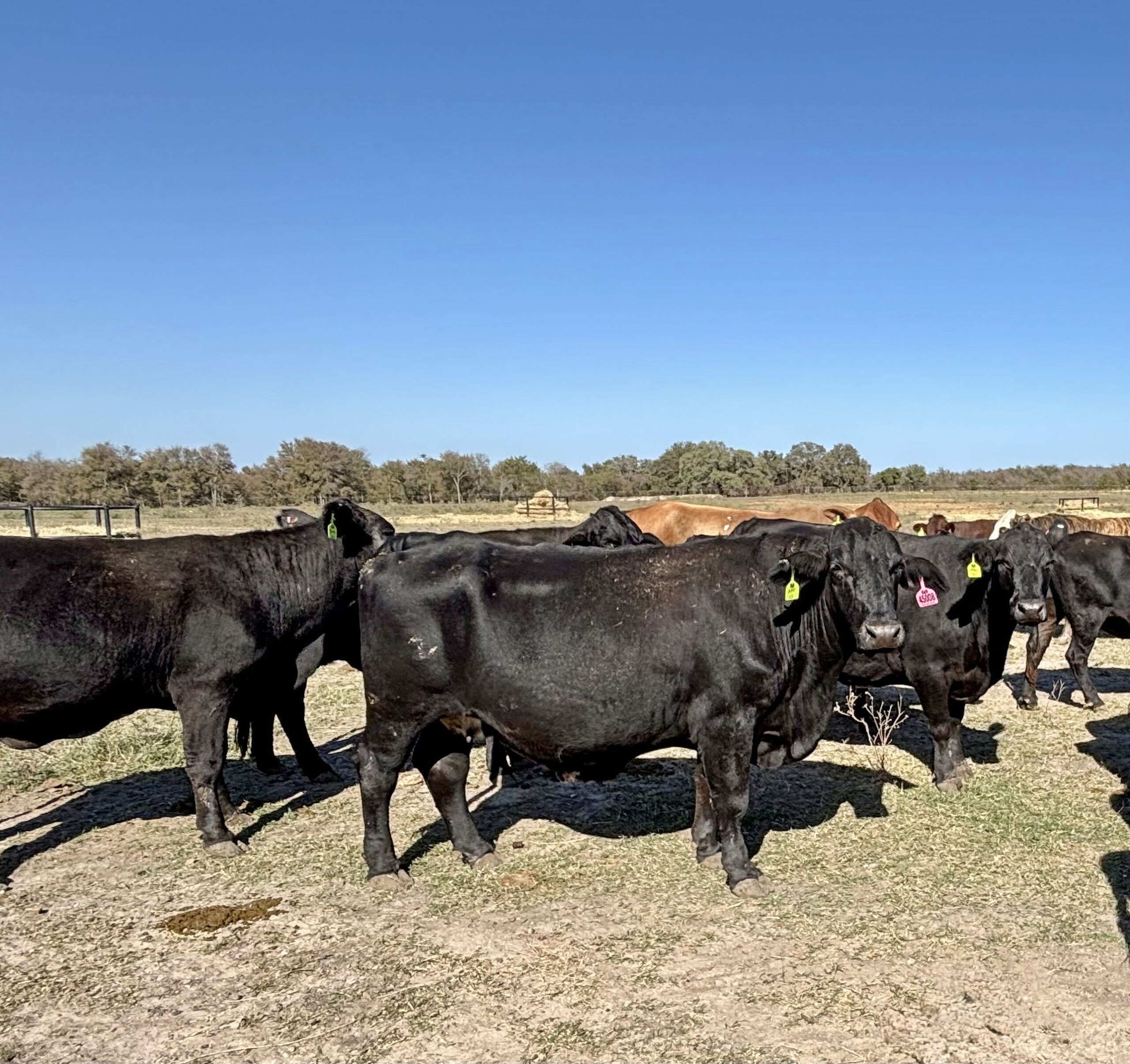 40 Black, Red, & Yellow Crossbred Cows w/ 6+ Calves... Central TX thumbnail 2