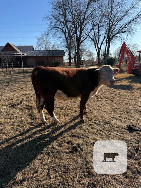 2 Reg. Hereford Bulls... W. Central OK thumbnail 4