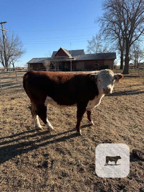 2 Reg. Hereford Bulls... W. Central OK thumbnail 3