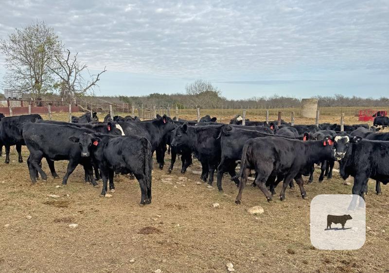 26 Angus Plus Rep. Heifers... Central TX
