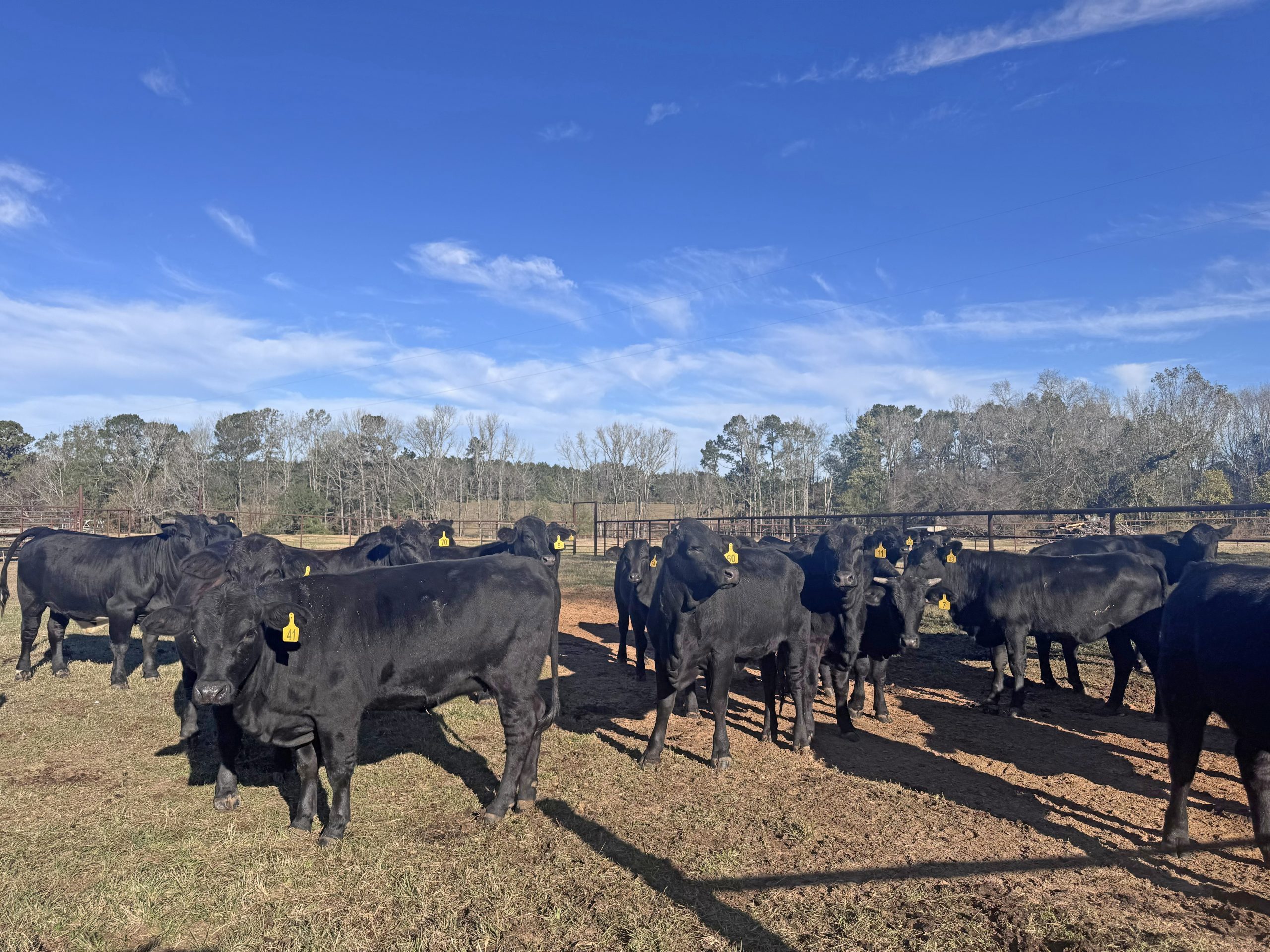 22 Brangus Rep. Heifers... East TX