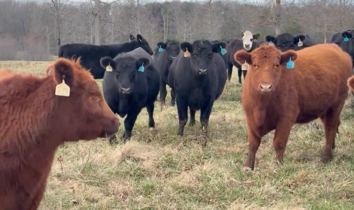 88 Angus & Red Angus Bred Heifers... Central TN thumbnail 3