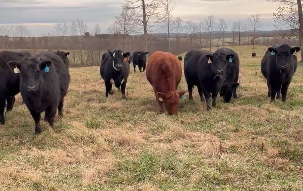 88 Angus & Red Angus Bred Heifers... Central TN thumbnail 2