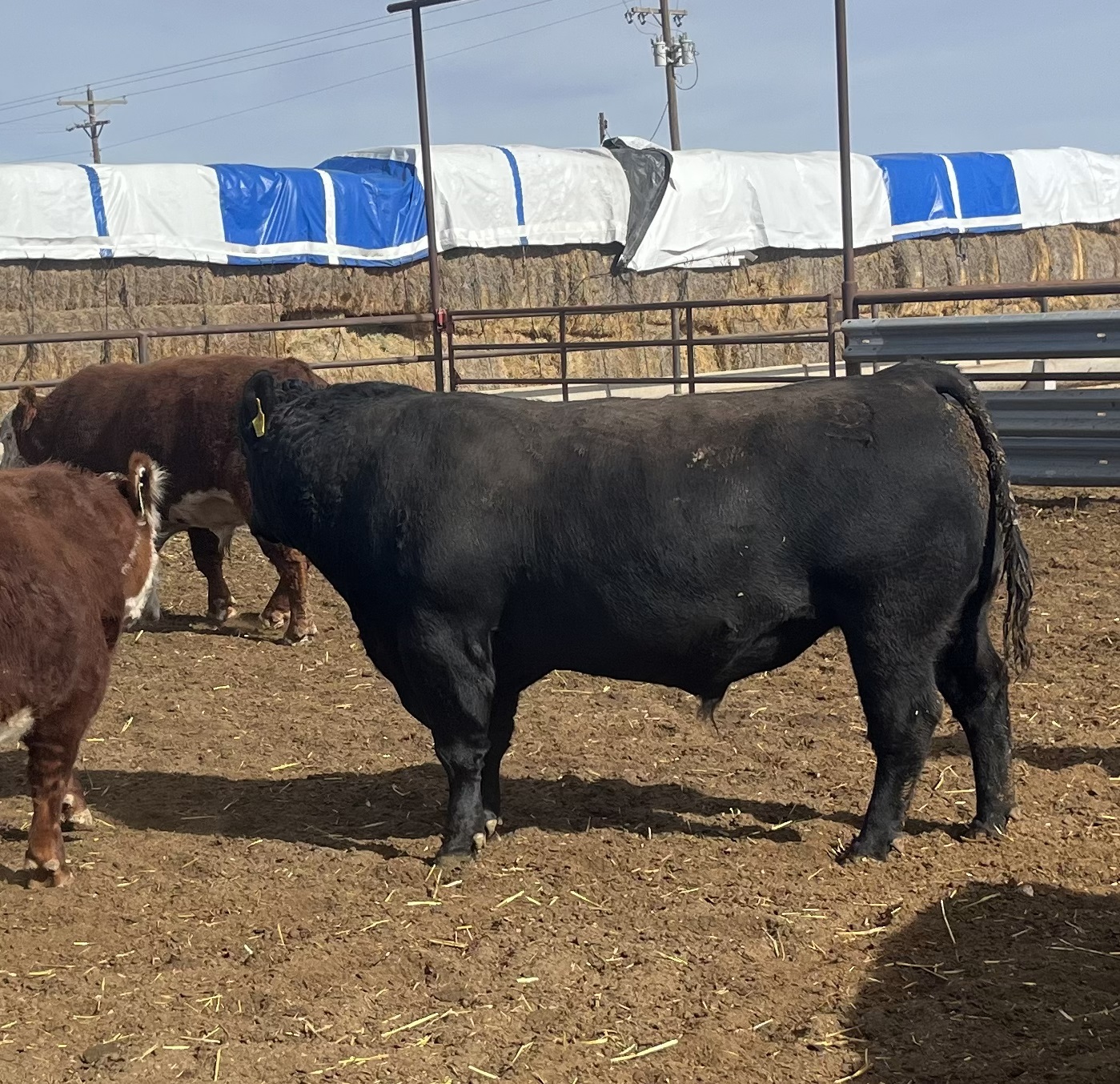 4 Angus & Black Baldy Bulls... TX Panhandle