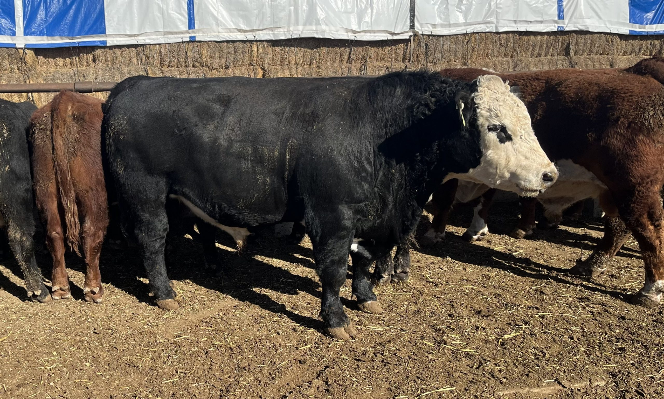 4 Angus & Black Baldy Bulls... TX Panhandle thumbnail 3
