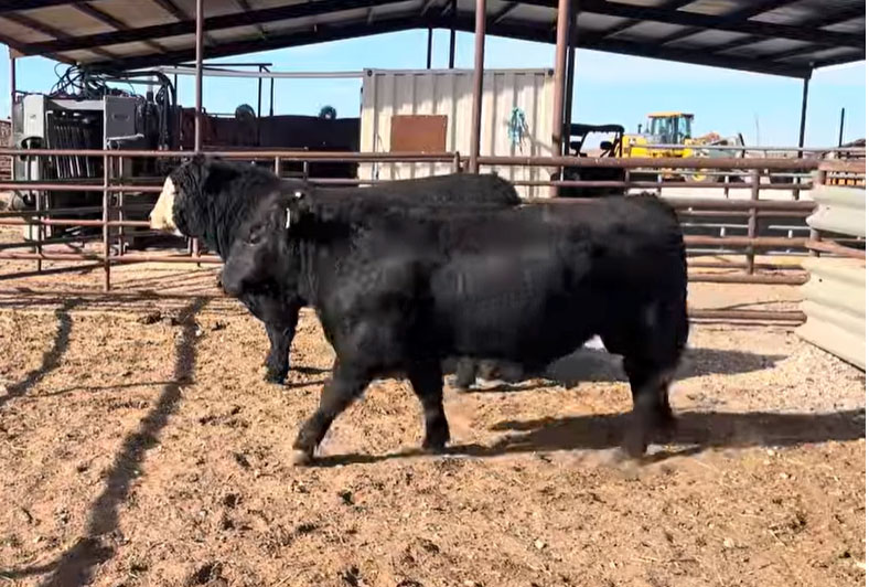 2 Angus & Black Baldy Bulls... TX Panhandle thumbnail 2