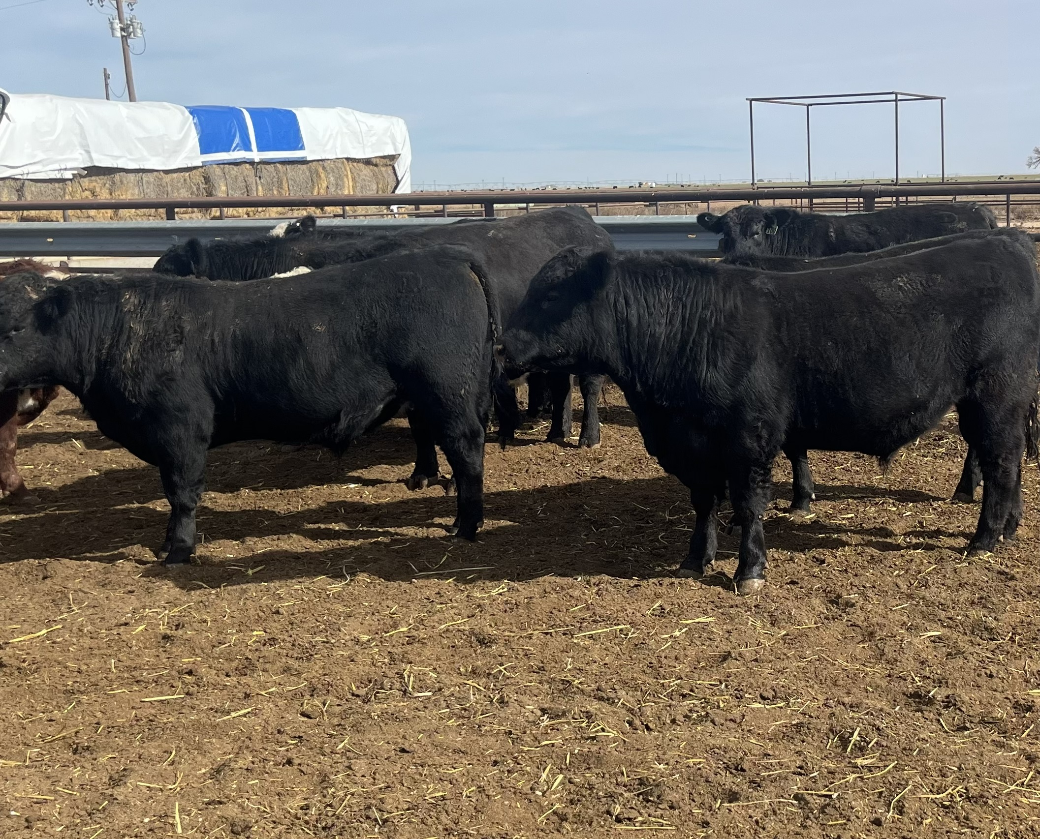 9 Angus & Black Baldy Bulls... TX Panhandle