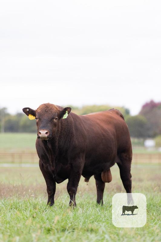 5 Red Angus Bulls... Southwest MO thumbnail 5