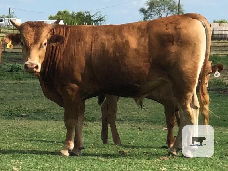 2 Reg. Akaushi Bulls... Northeast TX