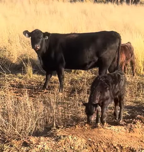 25 Angus & Angus Cross Pairs... Central TX