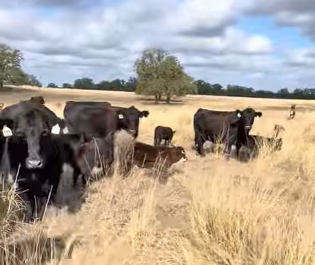 30 Angus Cows w/ 28+ Calves... Central TX