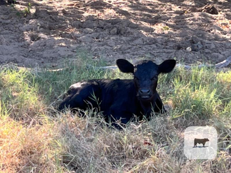 248 Angus & 'BWF' Cows w/ 20+ Calves... Central TX thumbnail 5