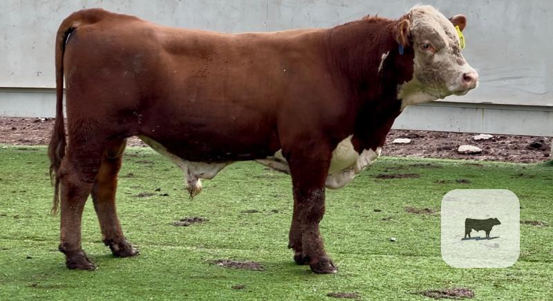 10 Hereford Bulls for Sale or Lease... Central TX thumbnail 2