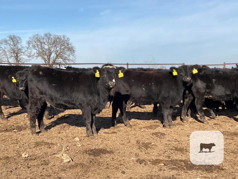 80 Angus & BWF Rep. Heifers... Southwest MO thumbnail 2