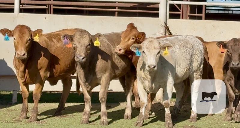 8 Charolais Cross Bred Heifers... Central TX