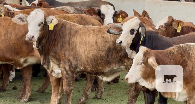 65 Chocolate Braford & Tigerstripe Rep. Heifers... Central TX