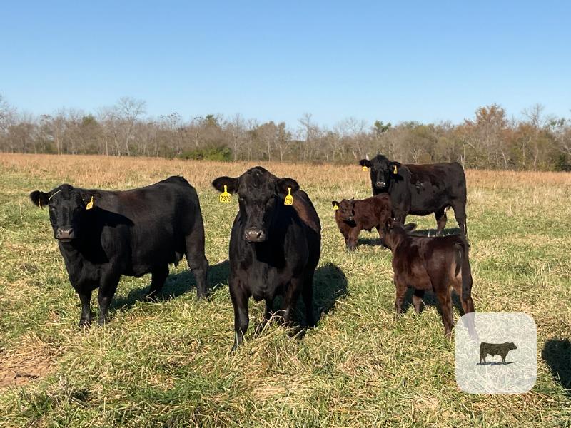 35 Angus Pairs... Southwest MO thumbnail 2