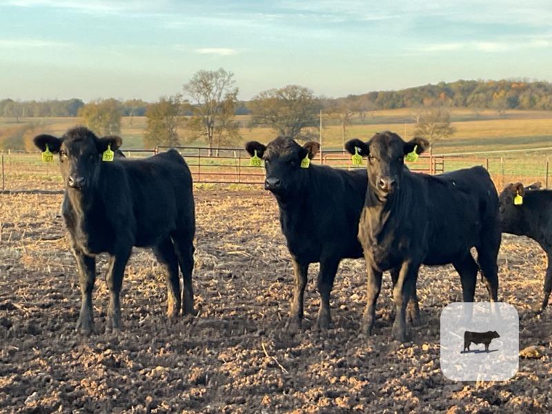 90 Angus & Rep. Heifers... Southwest MO thumbnail 2