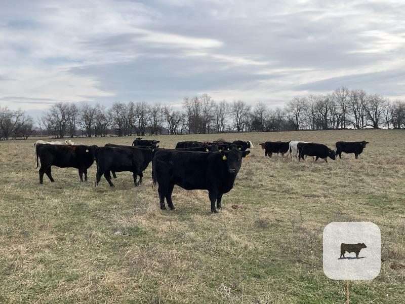 40 Angus, BWF, Red Angus, RWF & Charolais Cross Cows... Southwest MO