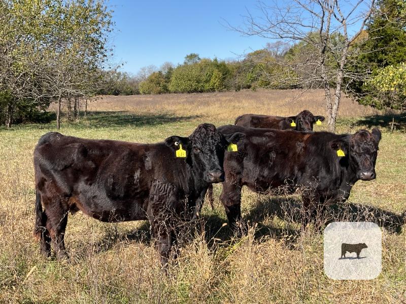 41 Angus & BWF Cows... Southwest MO thumbnail 2