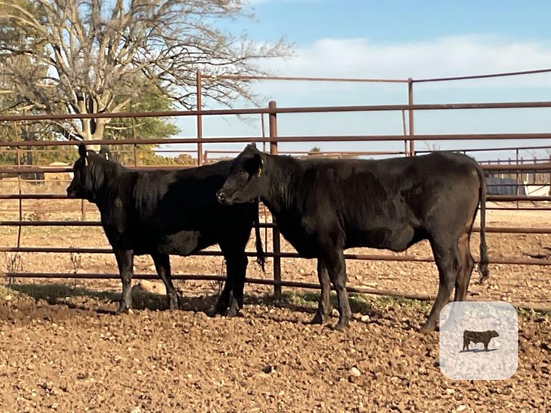 7 Angus Bred Heifers... Southwest MO