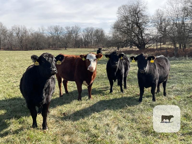 40 Angus, BWF, Red Angus, RWF & Charolais Cross Cows... Southwest MO thumbnail 2