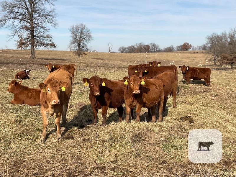 75 Red Angus, RWF & Charolais Cross Rep. Heifers... Southwest MO thumbnail 2