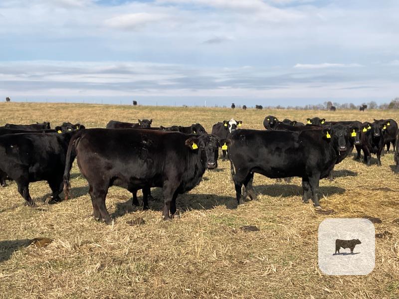 41 Angus & BWF Cows... SW Missouri