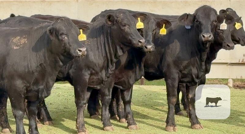 10 Brangus Rep. Heifers... Central TX