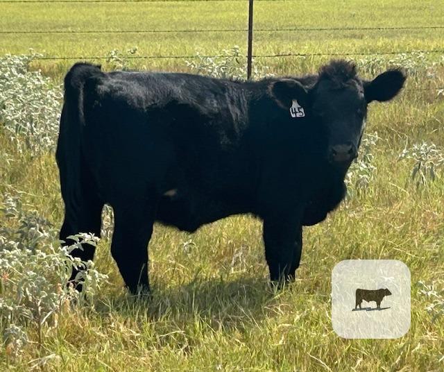 10 SimAngus & Maine-Angus Rep. Heifers... N. Central TX thumbnail 4