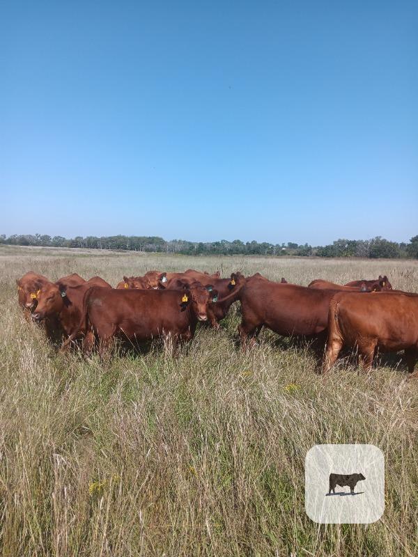 24 Red Angus Rep. Heifers... E. Central KS
