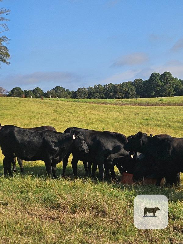 12 Angus Cross Bred Heifers... N. Central LA thumbnail 3
