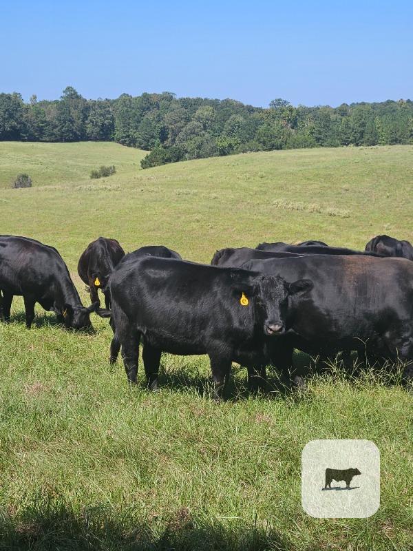 12 Angus Cross Bred Heifers... N. Central LA