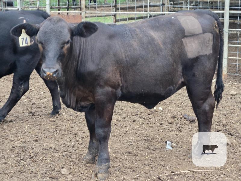 10 Reg. Brangus Rep. Heifers... Central TX