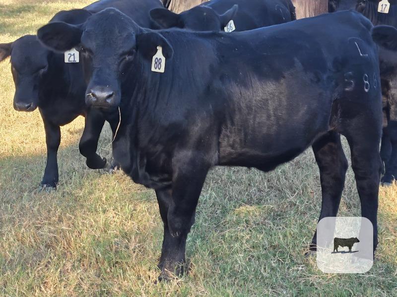 10 Reg. Brangus Rep. Heifers... Central TX thumbnail 6
