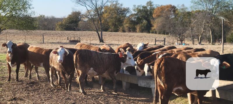 24 Braford/Tigerstripe Bred Heifers... Northeast TX thumbnail 6