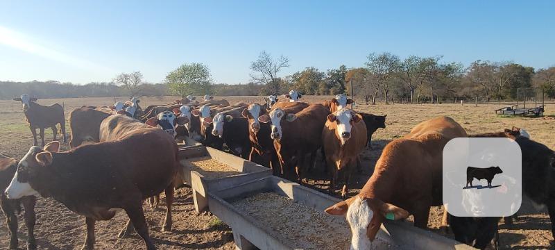 24 Braford/Tigerstripe Bred Heifers... Northeast TX thumbnail 3