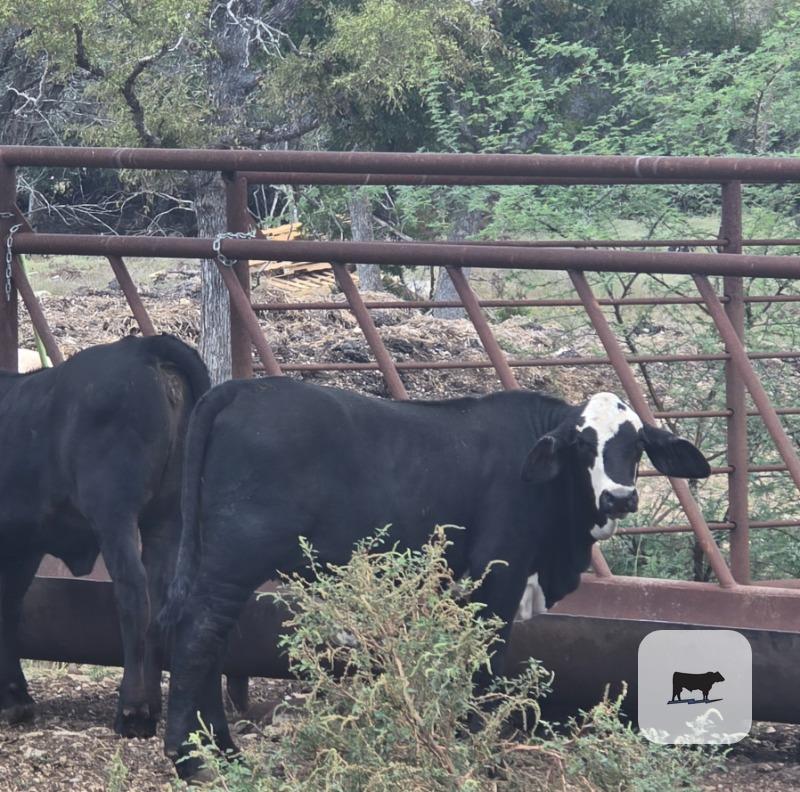 20 Brangus Rep. Heifers... S. Central TX thumbnail 3