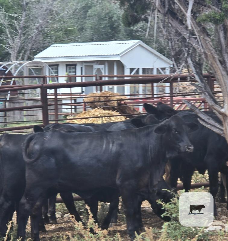 20 Brangus Rep. Heifers... S. Central TX