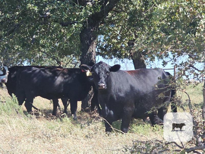 90 Angus Cows... N. Central TX