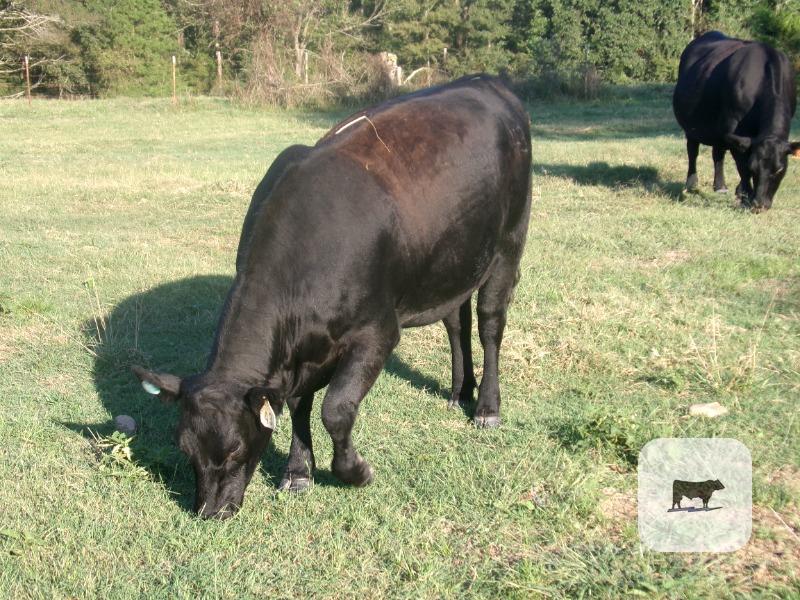 13 Reg. Angus Bred Heifers... Southeast OK thumbnail 2