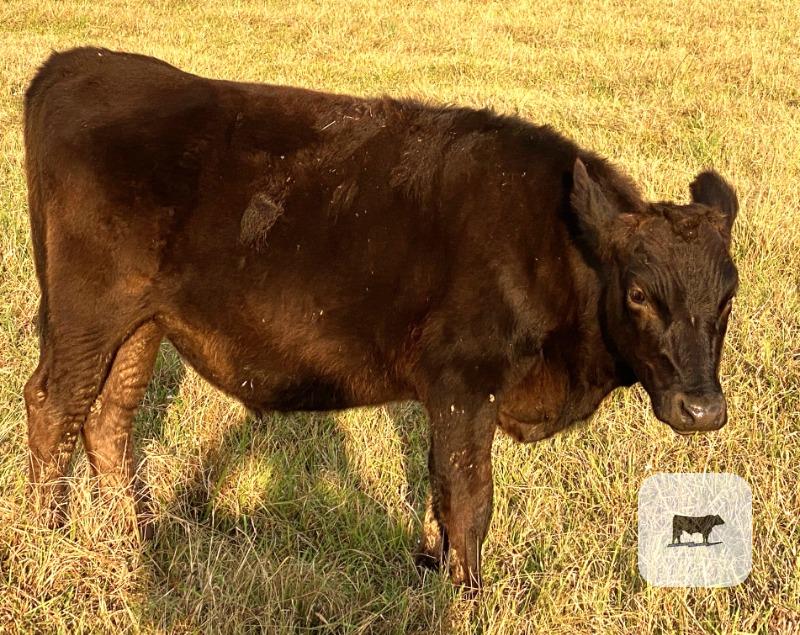 4 Fullblood Wagyu Feeder Steers... Southwest LA thumbnail 2