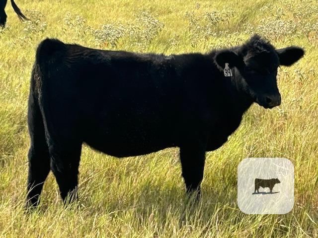 10 SimAngus & Maine-Angus Rep. Heifers... N. Central TX