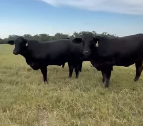 60 F1 Brangus Bred Heifers... East TX thumbnail 2