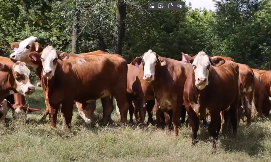 28 Braford/Tigerstripe Bred Heifers... Southwest MO